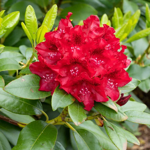 Rhododendron Hybrid Rabatz Rhododendron Hybrid Close Flowers — стокове фото