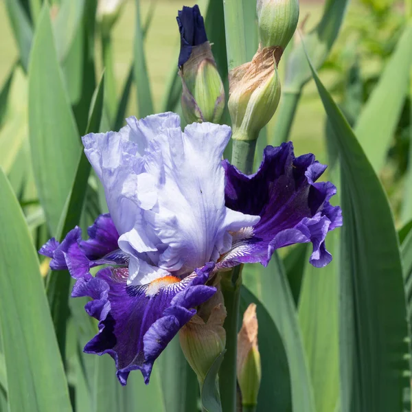 Deutsche Iris Iris Barbata Nahaufnahme Des Blütenkopfes — Stockfoto