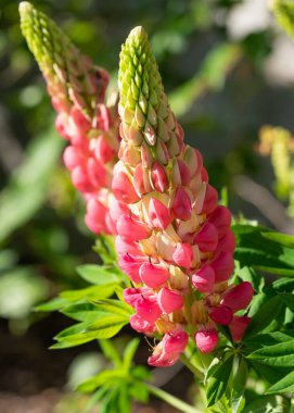 Bahçe Lupin (Lupinus polyphyllus), çiçeğin başını kapat