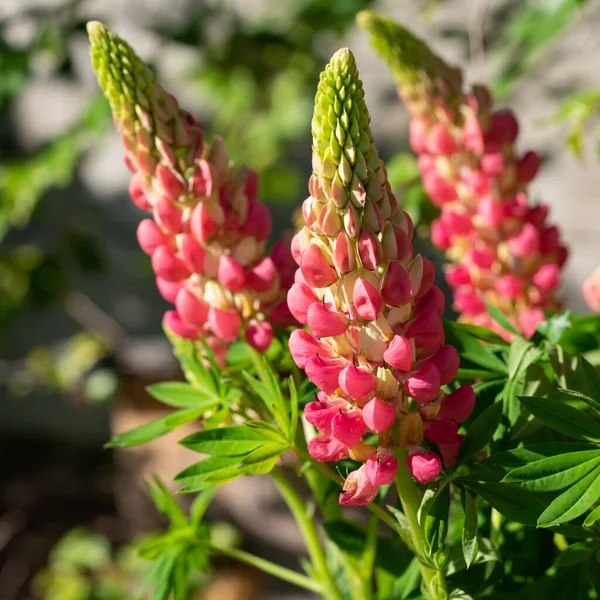 Κήπος Λουπέν Lupinus Polyphyllus Κοντά Στην Κεφαλή Του Λουλουδιού — Φωτογραφία Αρχείου