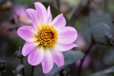Yazın çiçekleri Dahlia 'nın (Dahlia) yakın görüntüsü