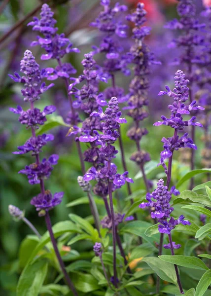 Blue Sage 'in (Salvia farinacea) yaz çiçekleri resmini kapat