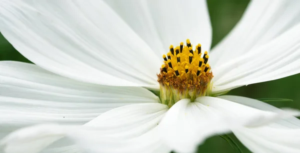 Imagem Perto Flor Cosmos Jardim Cosmos Bipinnatus — Fotografia de Stock