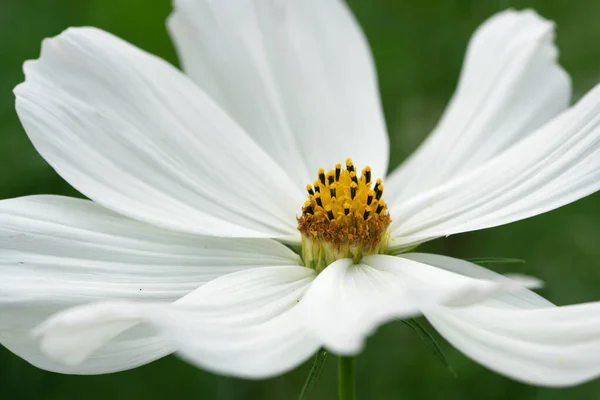 Image Rapprochée Fleur Cosmos Jardin Cosmos Bipinnatus — Photo