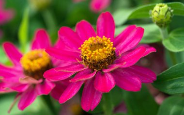 Zinnia bahçesinin çiçeğinin görüntüsünü kapat (Zinnia melezi)