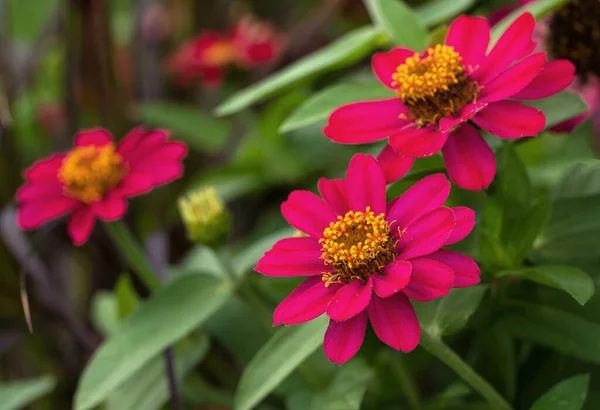 Image Rapprochée Floraison Garden Zinnia Zinnia Hybrida — Photo