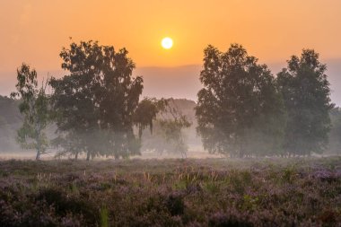 Güneş doğarken Köln 'e yakın Wahner Heather' ın panoramik görüntüsü, Bergisches Toprakları, Kuzey Ren Vestfalyası, Almanya