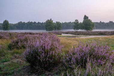 Güneş doğarken Köln 'e yakın Wahner Heather' ın panoramik görüntüsü, Bergisches Toprakları, Kuzey Ren Vestfalyası, Almanya