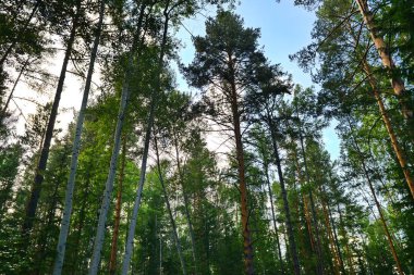 Sibirya Tayga ormanı bir yaz gününde