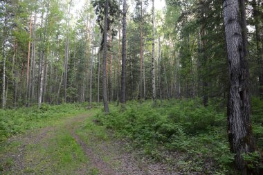Sibirya Tayga ormanı bir yaz gününde