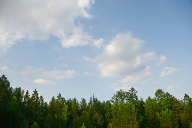 Sibirya Tayga ormanı bir yaz gününde