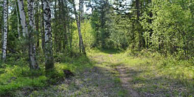 Sibirya Tayga ormanı bir yaz gününde