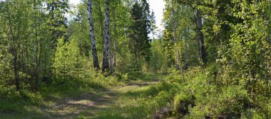 Sibirya Tayga ormanı bir yaz gününde