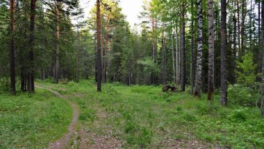 Sibirya Tayga ormanı bir yaz gününde