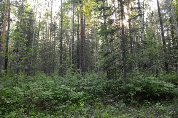 Floresta Taiga Siberiana Dia Verão — Fotografia de Stock