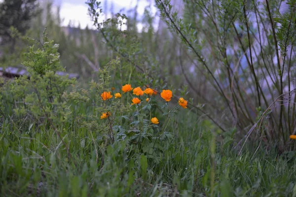 Sibiriska Blommor Skogen Sommaren — Stockfoto