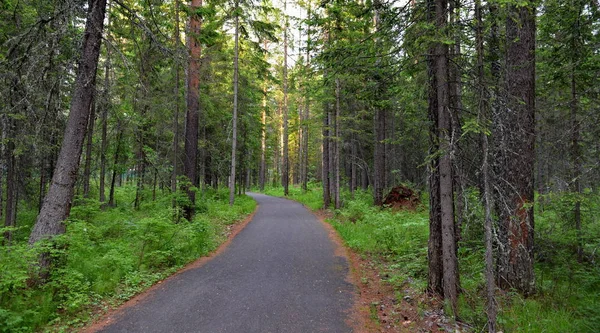 Foresta Taiga Siberiana Una Giornata Estiva — Foto Stock