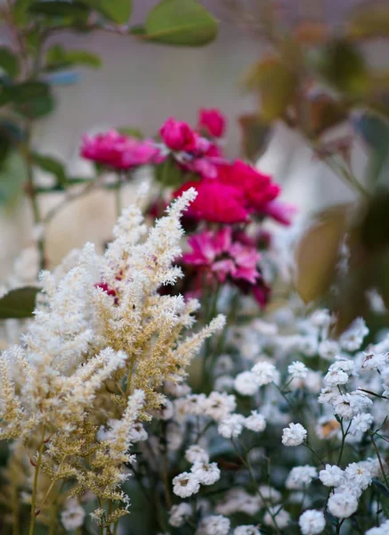 Rose Dans Jardin Blanc — Photo