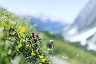 Jasper National Park Kanada'da çalacaklar dağda açan potentilla çiçekli dağ çayır