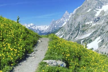Jasper National Park Kanada'da çalacaklar dağda açan potentilla çiçekli dağ çayır