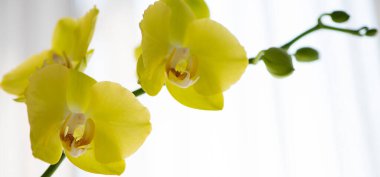 Beyaz arkaplanda sarı orkide