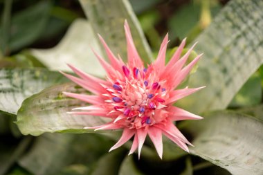 Gösterişsiz bir bitki olan Bromeliad, sıra dışı bir pembe çiçekle çiçek açar.
