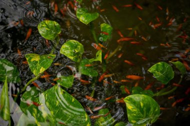 kırmızı balık ve yeşil yapraklı gölet