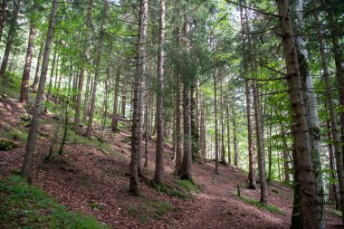 Yokuştaki ormanda çam ağaçları