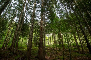 Yokuştaki ormanda çam ağaçları
