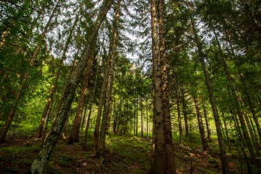 Yokuştaki ormanda çam ağaçları