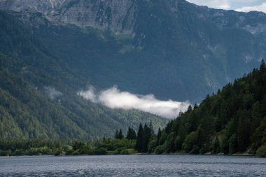 Gölün kıyısındaki ormanda çam ağaçları