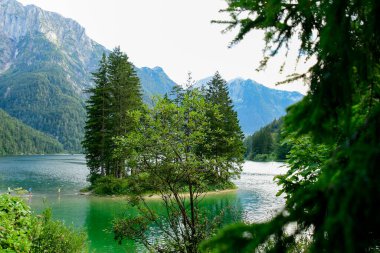 Gölün kıyısındaki ormanda çam ağaçları