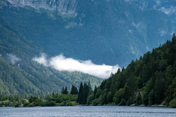 Gölün kıyısındaki ormanda çam ağaçları