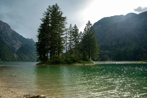 Πεύκα Στο Δάσος Δίπλα Στη Λίμνη — Φωτογραφία Αρχείου