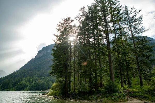 Pine Trees Forest Lake — Stock Photo, Image