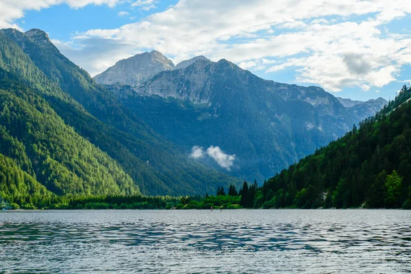 Pine Trees Forest Lake — Stock Photo, Image