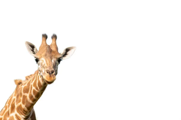 Giraffe Linkerbenedenhoek Van Het Scherm Isoleren Wit — Stockfoto