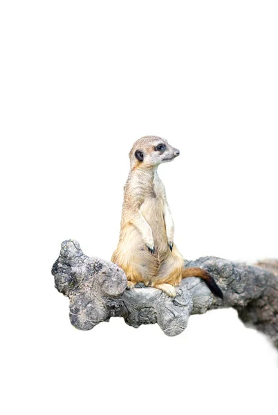 Meerkat Een Zoogdier Uit Familie Van Mangoesten Erebidae — Stockfoto