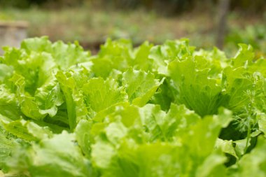 Bahçe yatağında taze yeşil salata yetişiyor. Üst kata kopyala