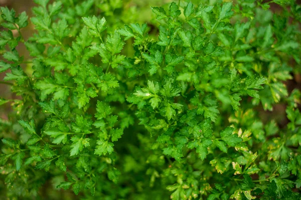 Green Fresh Salad Growing Garden Bed Copy Space Upstairs — Stock Photo, Image