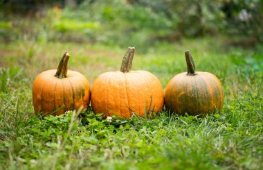 yeşil çimen arkaplan resmi üzerinde üç balkabağı