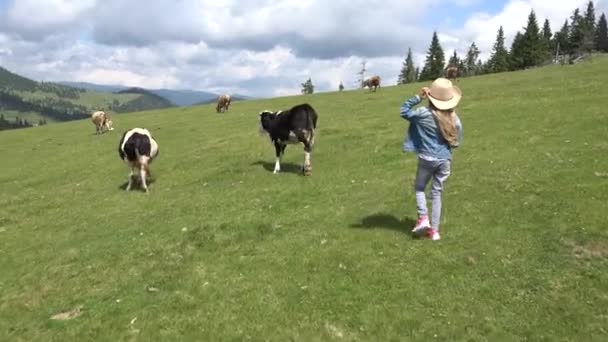 Rolnik Dziecko Wypasu Krów Pastuch Dziewczyna Spaceru Bydła Góry — Wideo stockowe