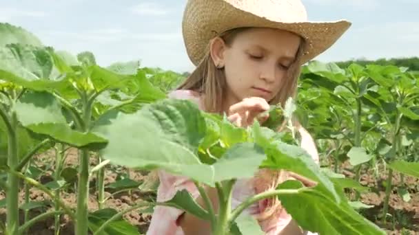 Фермерский Ребенок Подсолнечном Поле Девочка Ребенок Учится Играть Аграрный Урожай — стоковое видео