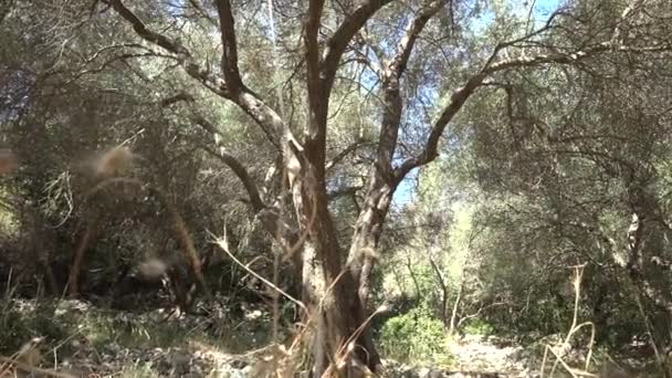 Kind Portret Olive Orchard Boer Meisje Spelen Cowboy Buiten Natuur — Stockvideo