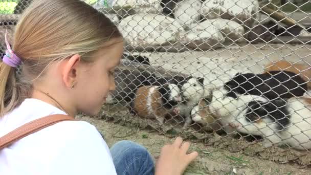 Παιδί στο ζωολογικό πάρκο, κορίτσι σίτιση ινδικά χοιρίδια, τα παιδιά αγαπούν νοσηλευτική φροντίδα τα κατοικίδια ζώα — Αρχείο Βίντεο