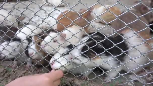 Kind im Zoo Park, Mädchen füttern Meerschweinchen, Kinder lieben Stilltiere Haustiere Pflege — Stockvideo