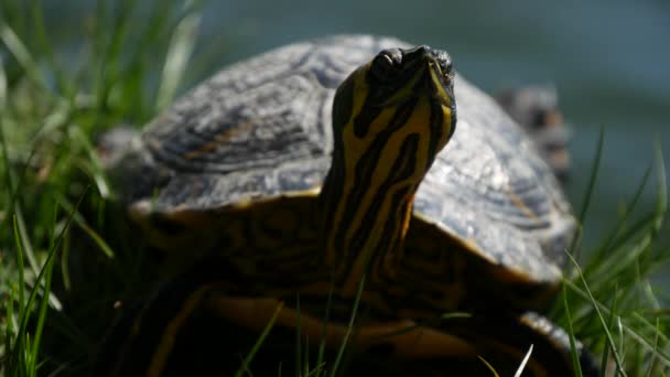 Turtle Sola Grönt Gräs Vid Sjö Damm Eared Coahuilan Red — Stockvideo