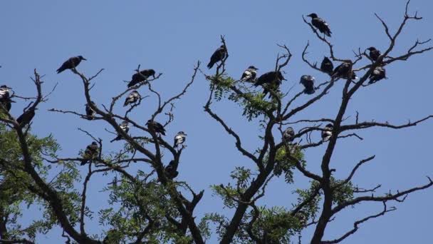 Bandada Cuervos Que Vuelan Cielo Nublado Cuervos Vuelo Aves Aire — Vídeos de Stock