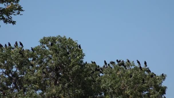 曇った空を飛ぶカラスの群れ 飛行中のカラス 空気中の鳥 — ストック動画