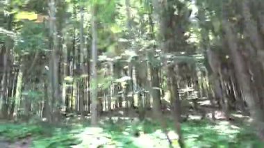 Forest, Wood Road Traraffic, Pov Tracking Car, Auto Window View, Doğa